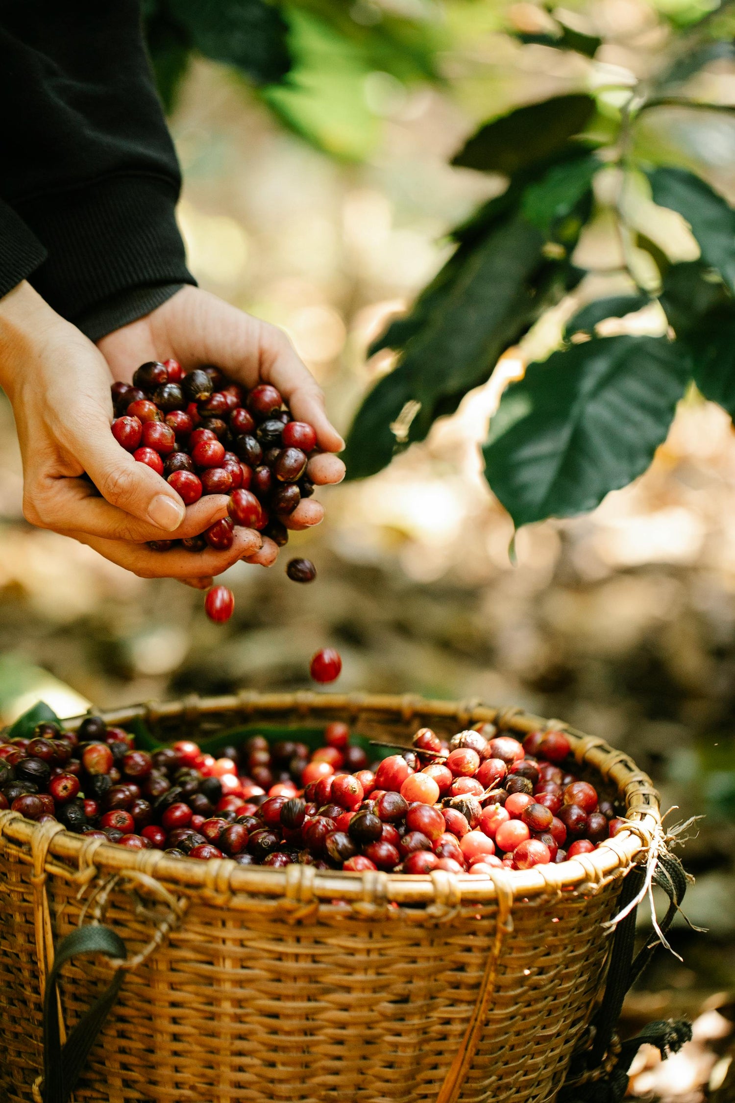 The Price of Coffee Is Climbing—Here’s What’s Really Behind It