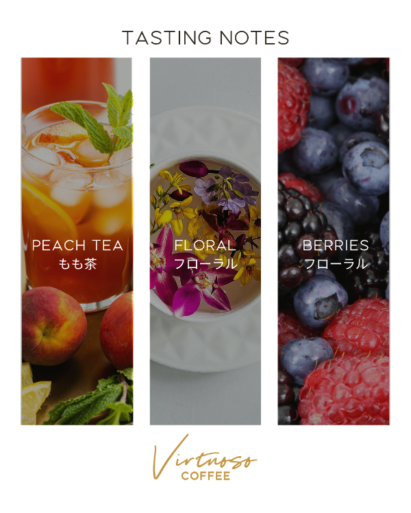 【2025年】【ナチュラル】 ベトナム スペシャルティ K'ho Zanya