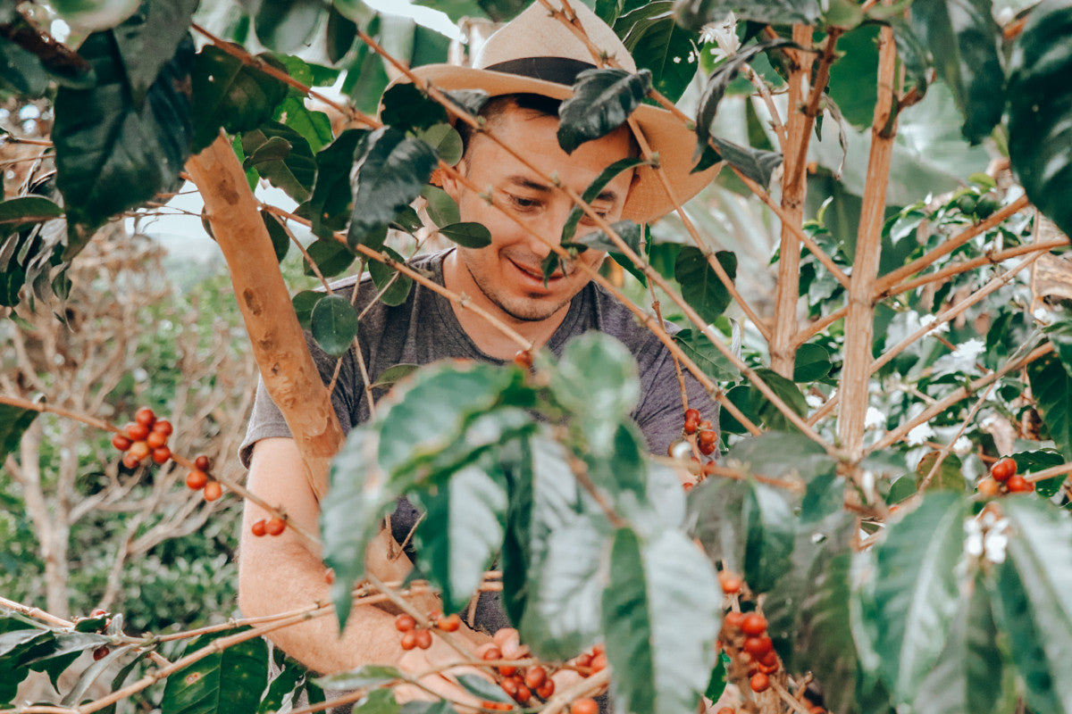 Finca El Paraíso  - Geisha Anti-Maceration 生豆 100g