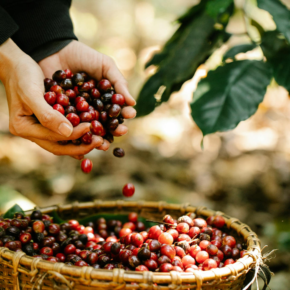 コーヒー職人の技, スペシャルティコーヒーロースター, 東京のコーヒーロースター, 日本のスペシャルティコーヒー, 高品質の日本のコーヒー coffee craftsmanship, specialty coffee roaster, coffee roaster in Tokyo, specialty coffee in Japan, high quality Japanese coffee