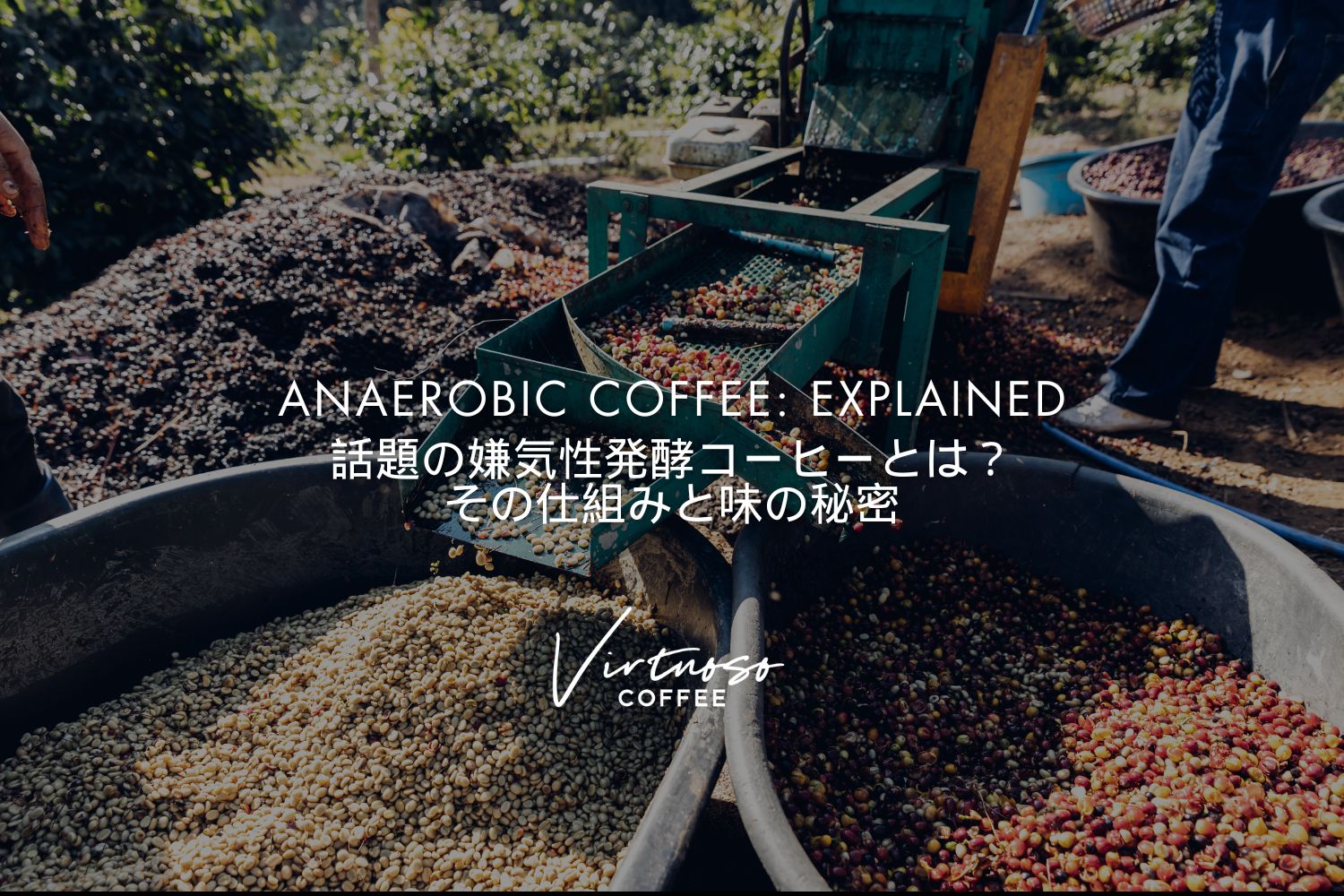 what is anaerobic coffee, what does anaerobic coffee taste like
