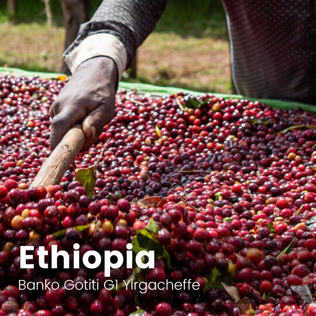 [NEW] Ethiopia Gotiti Natural - Peach Tea, Berry, Floral [Light-Medium Roast]