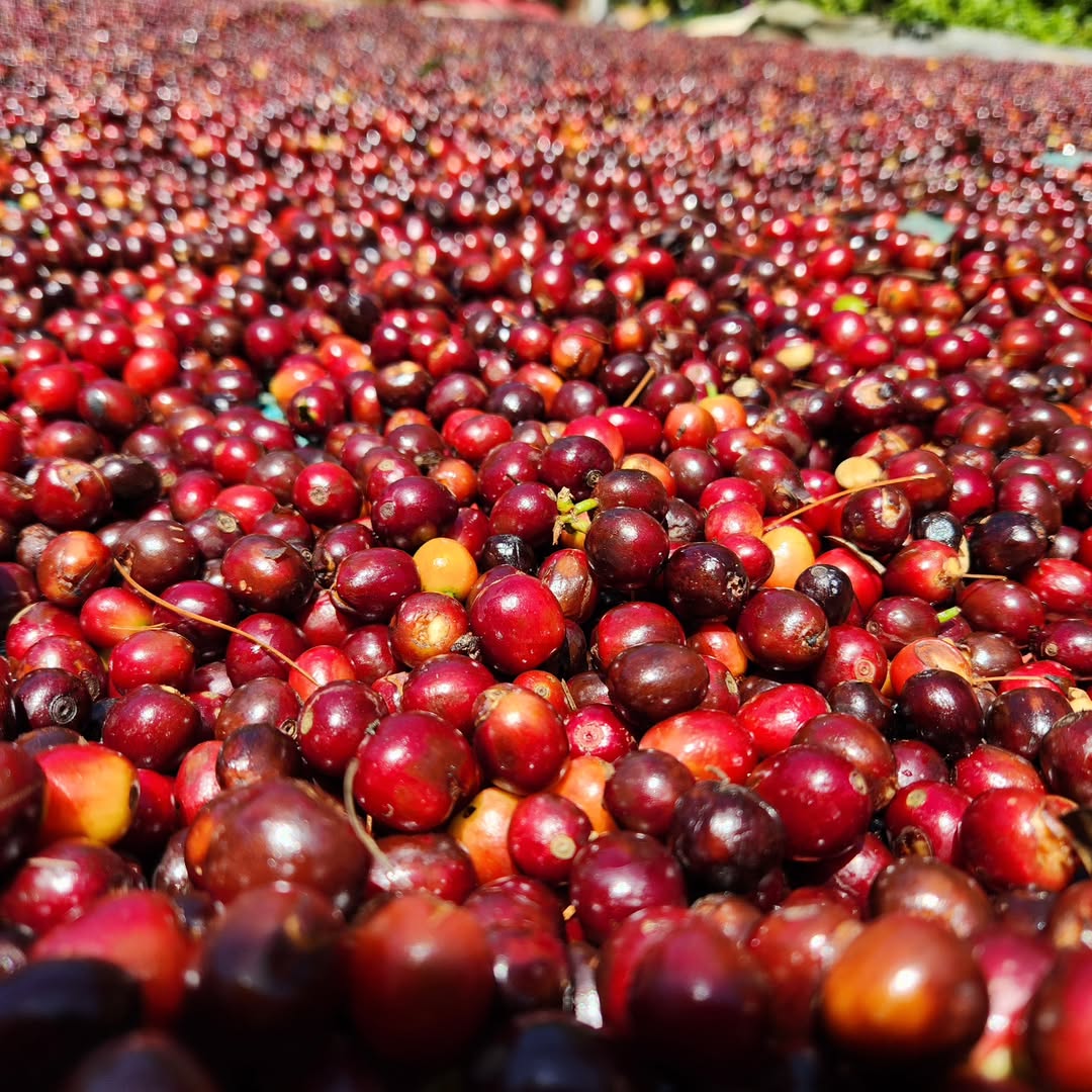 [NEW] Guatemala - Finca Santa Clara [Natural]