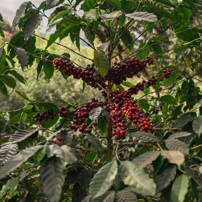 [NEW] Guatemala - Finca Santa Clara [Natural]