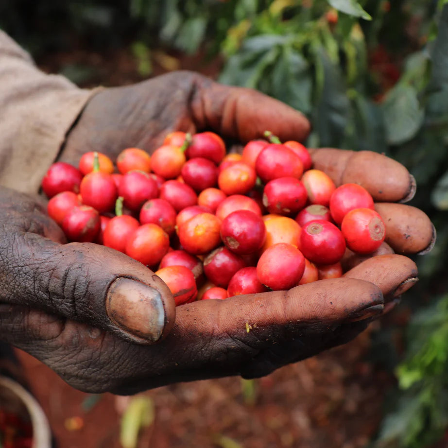 [NEW] Kenya Tatu Estate [Natural]