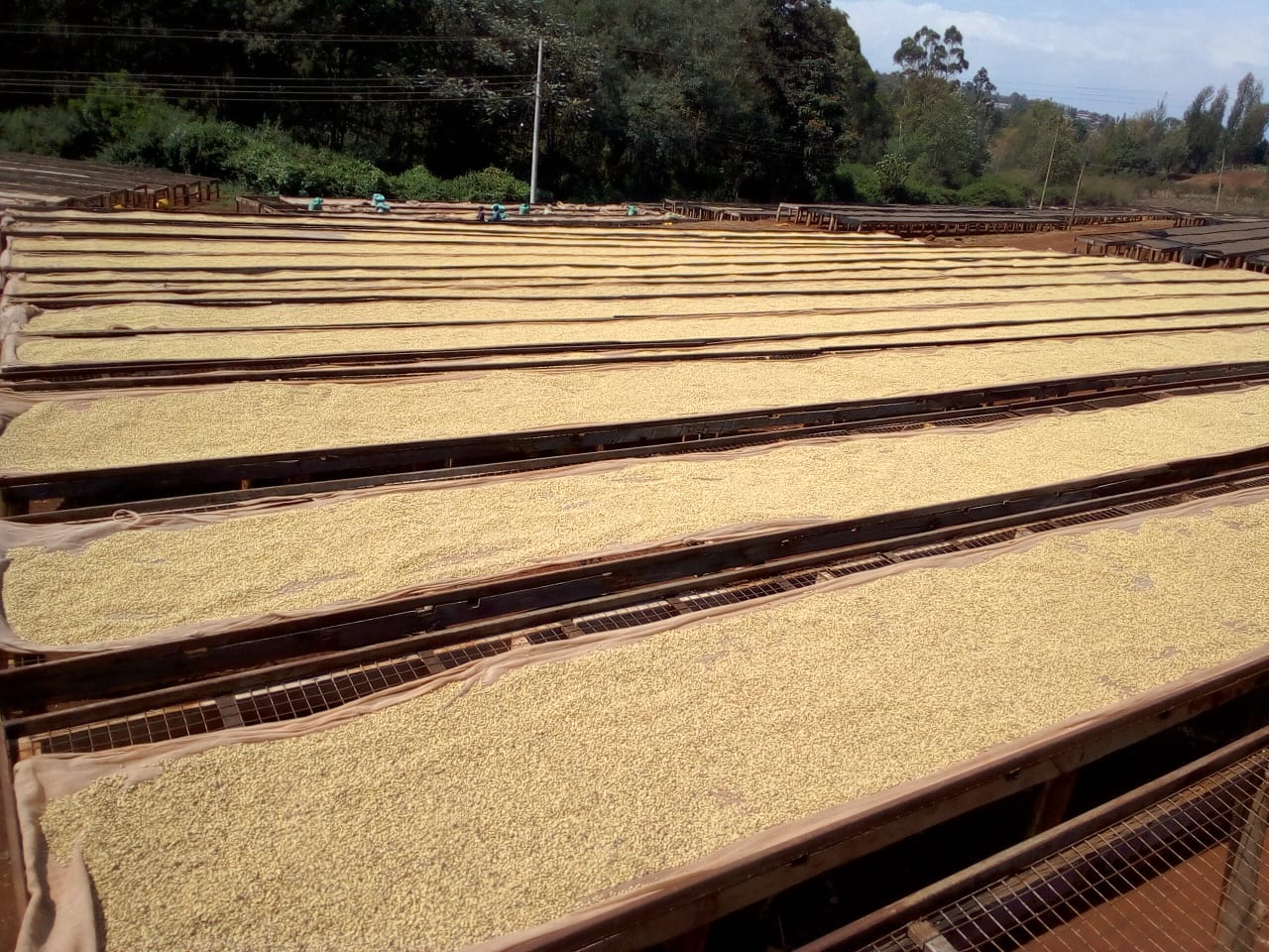 [NEW] Kenya Nyeri Hill - Blackcurrant, Grape, Cassis, Sweet & Rich Flavor [Medium Roast]