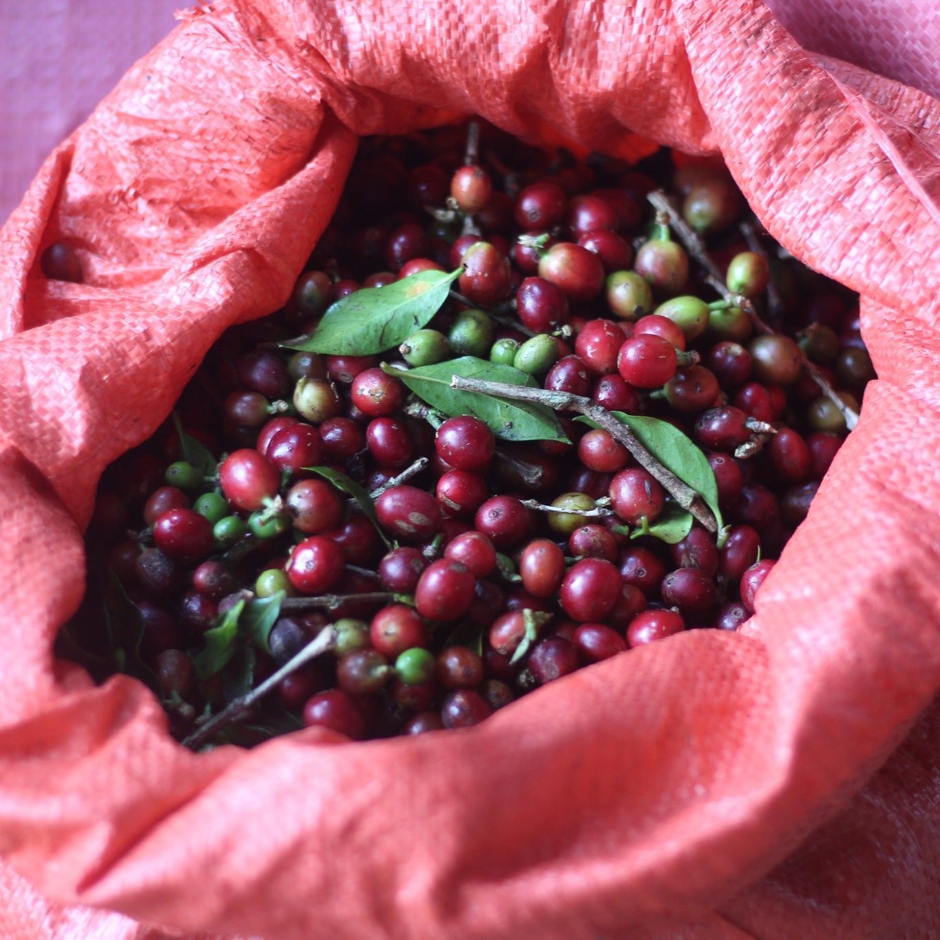 [Double Wash Process] Green Beans - Vietnam Specialty K'ho Zanya - Tropical Fruit, Juicy, Jasmine