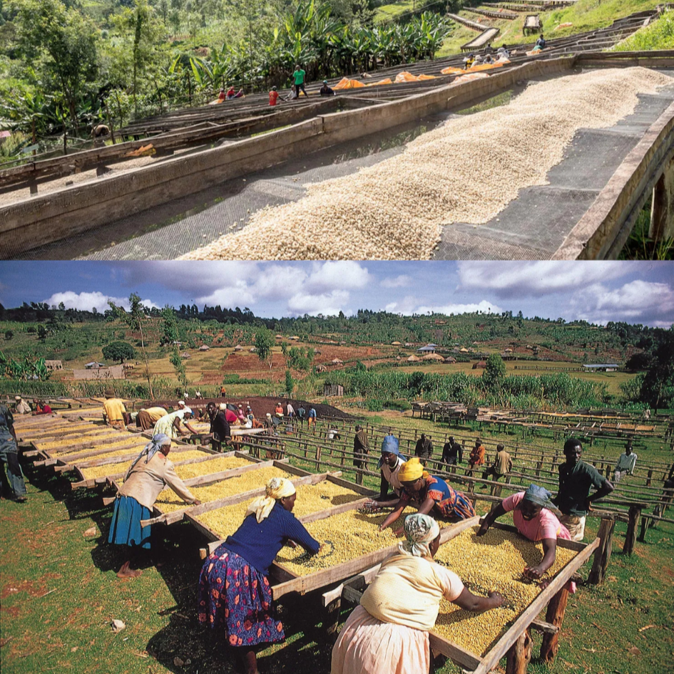 Coffee beans being dried on an outdoor rack with a scenic background. Bottom: People sorting coffee beans in an open field.