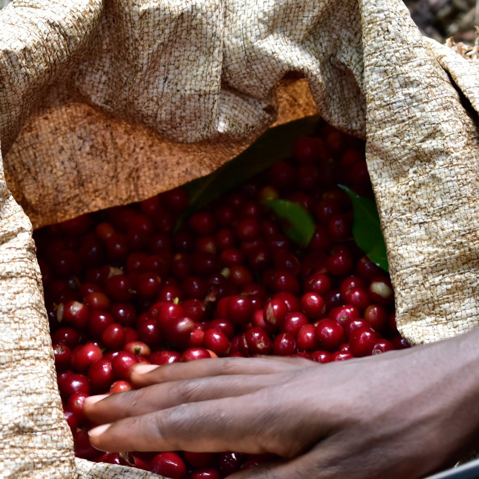 [NEW] Ethiopia Gotiti Natural - Peach Tea, Berry, Floral [Light-Medium Roast]