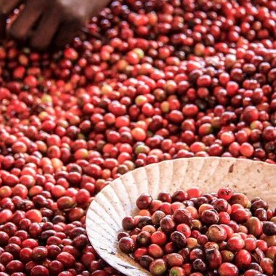 NEW] Kenya Tatu Estate- Blackcurrant, Red Grape, Strawberry, Sweet