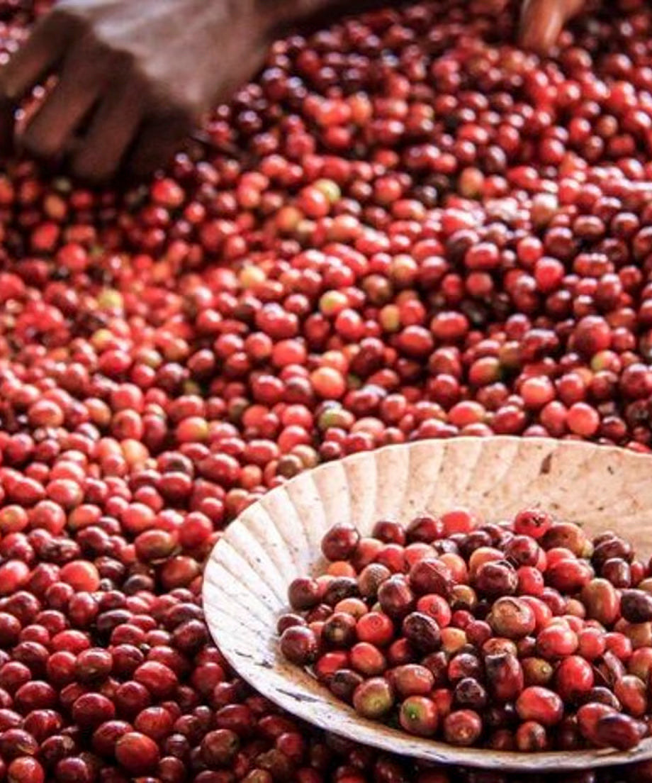 Kenya AA - Blackcurrant, Red Berry, Bold Flavor [Medium Roast]