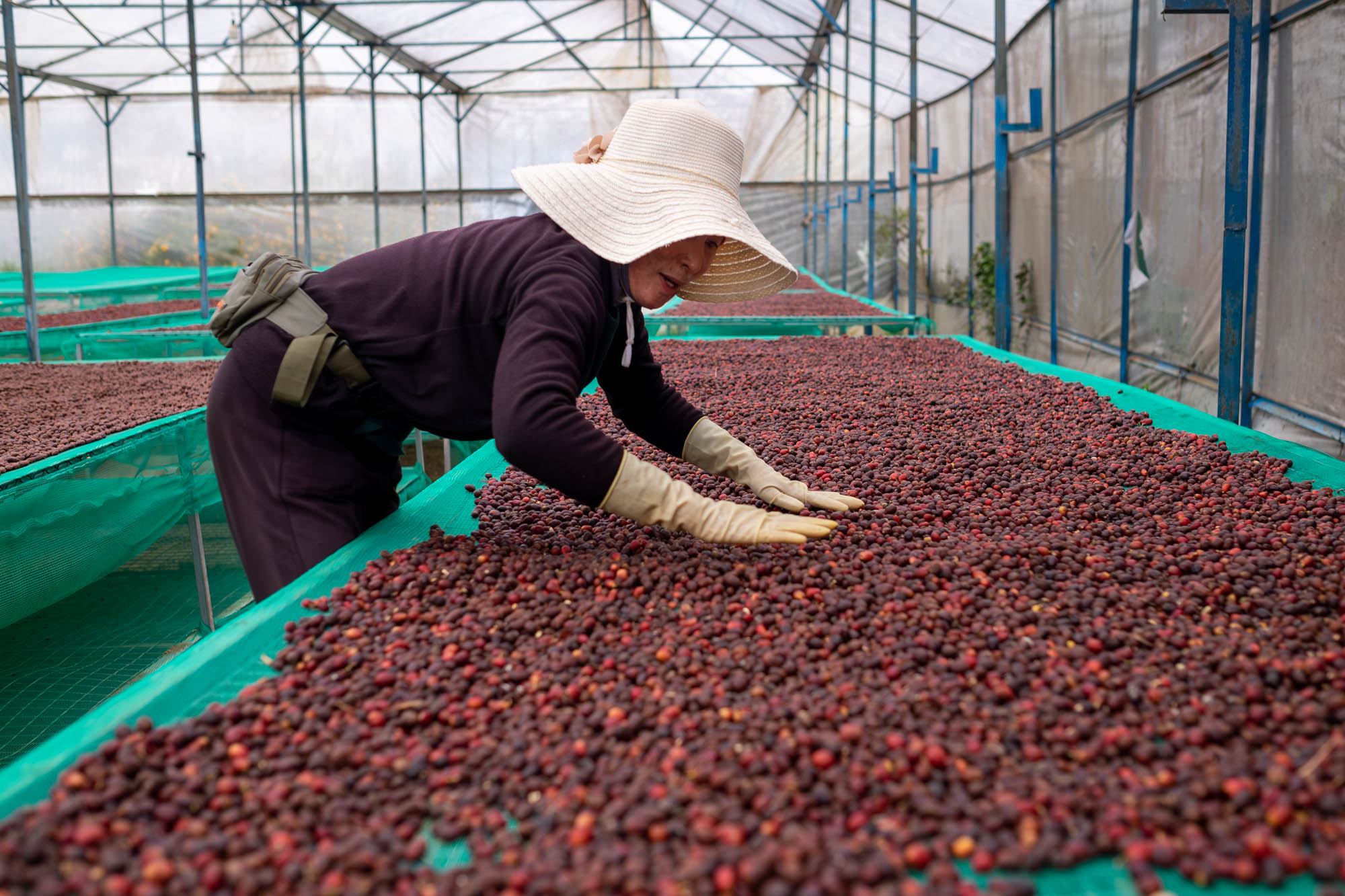 Vietnam K'ho Zanya - Tropical Fruit, Juicy, Jasmine [Natural Process, Medium-Light Roast]