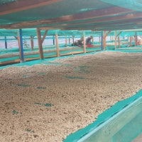 [Double Wash] 2026 Crop - Vietnam Specialty K'ho Zanya