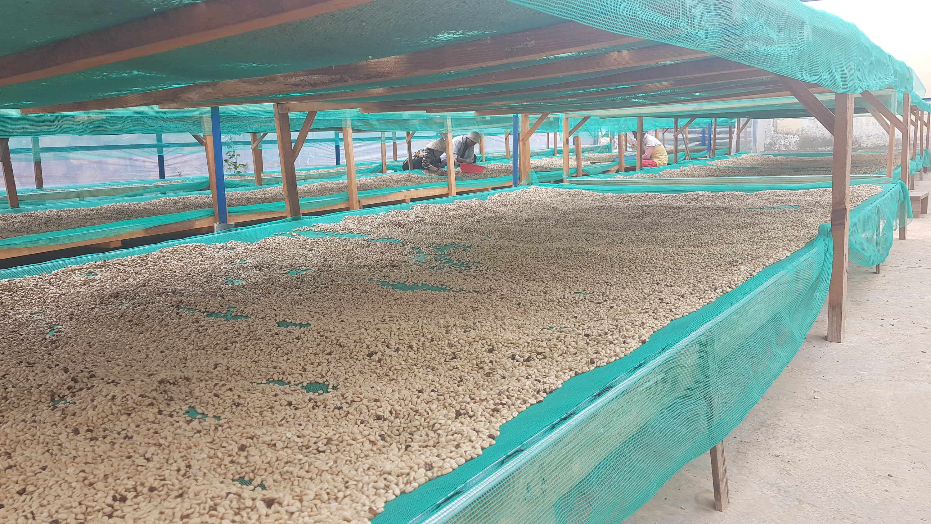 Vietnam K'ho Zanya - Tropical Fruit, Juicy, Jasmine [Double Washed Process, Medium-Light Roast]