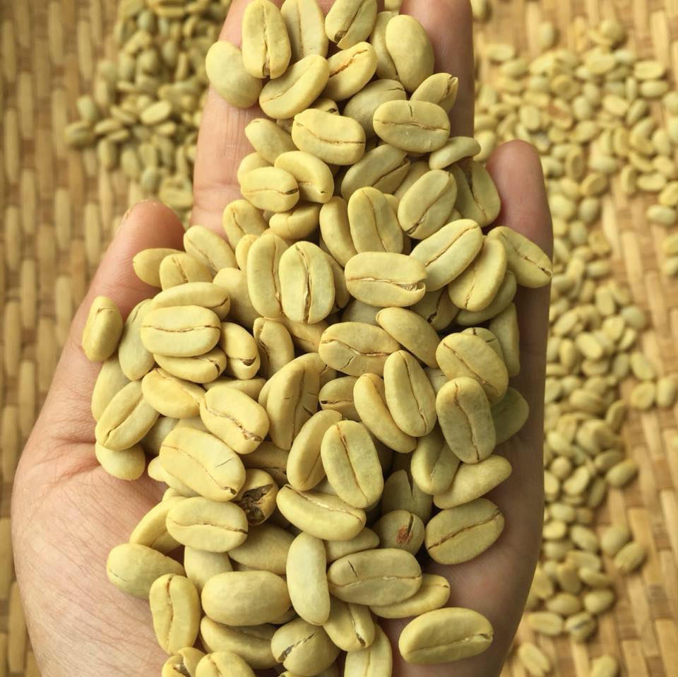 Vietnam K'ho Zanya - Tropical Fruit, Juicy, Jasmine [Double Washed Process, Medium-Light Roast]