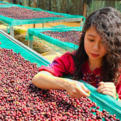 [3x 100g] Single Origin Specialty Bundle Set