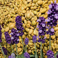 [Lavender Co-Fermented] 2026 New Crop - Vietnam Specialty K'ho Zanya