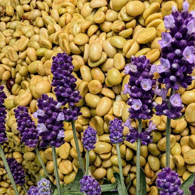 [Lavender Co-Fermented] 2026 New Crop - Vietnam Specialty K'ho Zanya