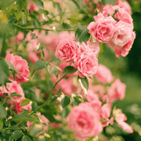 LA VIE EN ROSE Special Blend