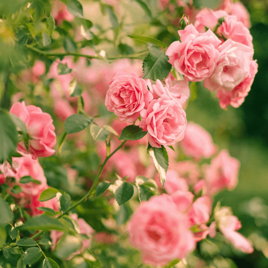 LA VIE EN ROSE Special Blend