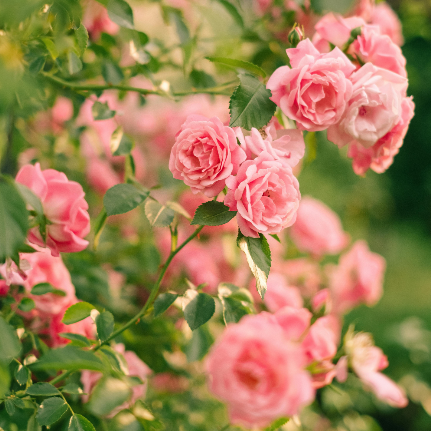 LA VIE EN ROSE スペシャルブレンド