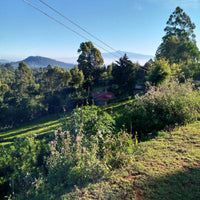 [NEW] Kenya Tatu Estate [Natural]