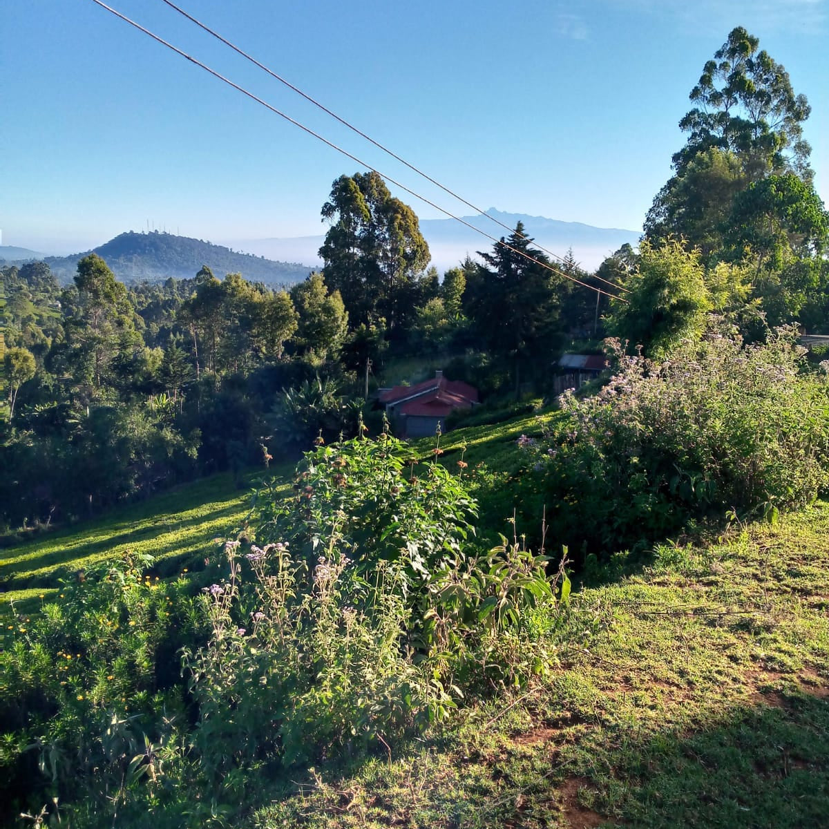 NEW] Kenya Nyeri Hill- Blackcurrant, Grape, Cassis, Sweet & Rich