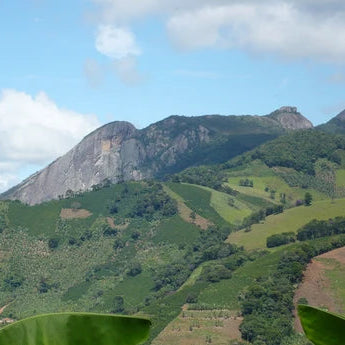 [DECAF] BRAZIL SERENO Signature Blend